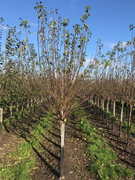 Prunus domestica 'Reine Claude d'Althan' / Pflaume 'Reine Claude d'Althan' Halbstamm 14-16 StU mit Drahtballen im Feld