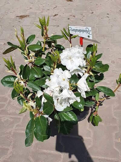 Rhododendron Hybride 'Dr. Rieger' (Rhododendron 'Dr. Rieger') 30-40 cm C5 mit weißen Blüten im Topf
