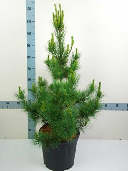 Mazedonische Kiefer / Rumelische Kiefer / Mazedonische Kiefer / Rumelische Kiefer