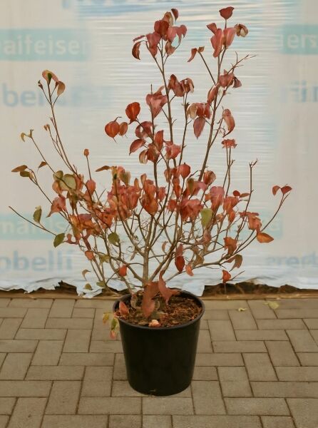 Japanischer Blumen-Hartriegel Cornus kousa 'Satomi' 80–100 cm C15 im Pflanzcontainer, mehrstämmiger Strauch mit rötlichem Laub