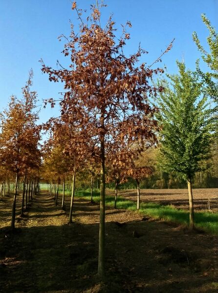 Quercus cerris (Zerr-Eiche/Türkische Eiche) Hochstamm 30-35 StU mit Drahtballen, Baum mit braunem Laub in Reihe gepflanzt.