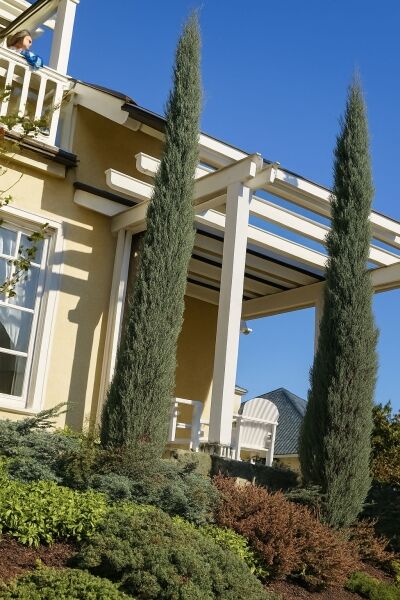 Raketen-Wacholder / Raketen-Wacholder