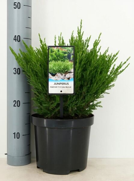 Teppich-Wacholder Juniperus horizontalis 'Andorra Compact', 25–30 cm breit, im C3-Topf mit Pflanzenetikett.