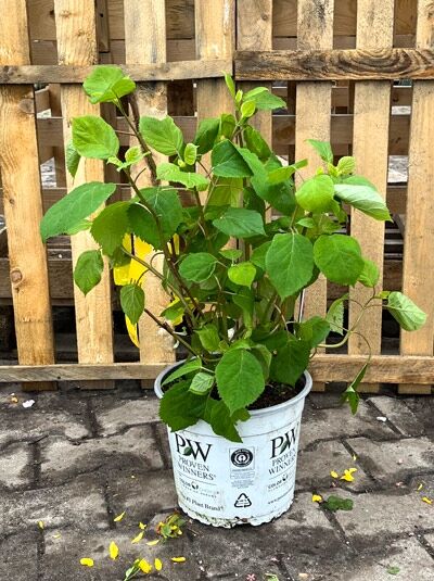 Ball-Hortensie Hydrangea arborescens 'Invincibelle ®' ('Pink Annabelle') 40-60 cm C5 im weißen Pflanztopf, grüne Triebe und Blätter