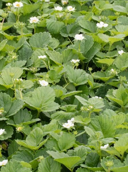 Garten-Erdbeere 'Ariba ® White F1' / Fragaria x ananassa 'Ariba ® White F1'