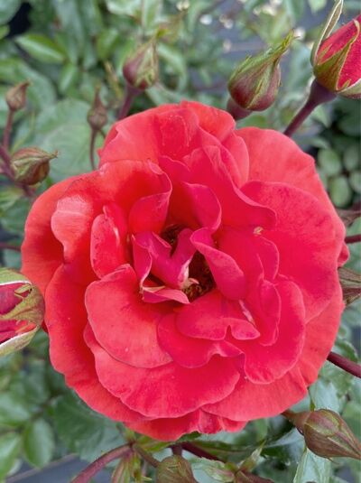 Rosa 'Westpoint'® (Beetrose 'Westpoint'®) mit großer, gefüllter, roter Blüte und mehreren Knospen am Trieb, grüne Blätter sichtbar.