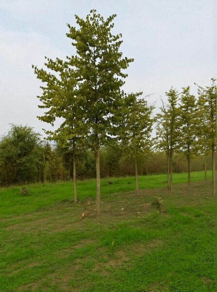 Südlicher Zürgelbaum (Celtis australis) Hochstamm 25-30 StU mit Drahtballen, aufrechter Stamm mit grüner Krone.