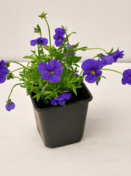 Viola cornuta 'Blaulicht' / Garten-Horn-Veilchen 'Blaulicht' P9 im Topf mit violettblauen Blüten und grünem Laub.
