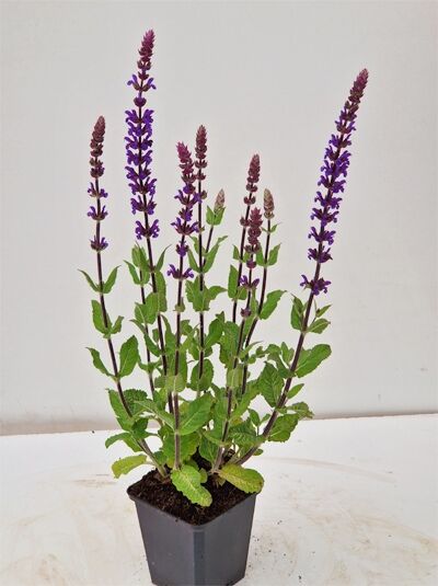 Steppen Salbei 'Caradonna Compact ®' / Steppen Salbei 'Caradonna Compact ®'