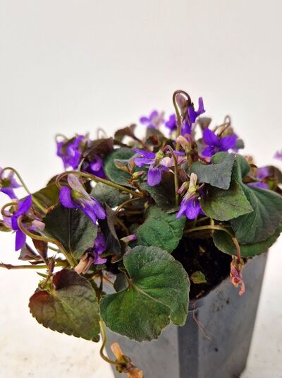 Viola reichenbachiana (Wald-Veilchen) P9 im Topf mit violetten Blüten und grünen, herzförmigen Blättern