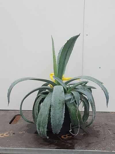 Amerikanische Agave / Amerikanische Agave
