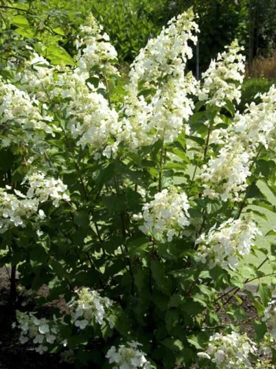 RispenHortensie 'Pink Lady' / Hydrangea paniculata 'Pink Lady' kaufen