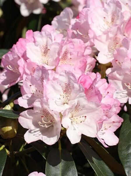 Rhododendron yakushimanum 'Sommertraum' / Rhododendron 'Sommertraum'