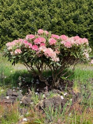 Rhododendron Schirmform gnstig in Top-Baumschulqualitt kaufen