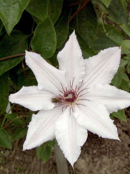 Waldrebe 'Snow Queen' / Clematis 'Snow Queen'