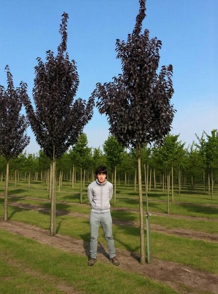 Prunus serrulata 'Royal Burgundy' / Rotblättrige Nelken-Kirsche 'Royal Burgundy', Hochstamm mit dunkelrotem Laub in Baumschule