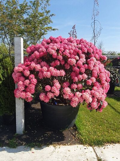 Rhododendron yakushimanum Schirmform / Rhododendron 'Schirmform' H: 160 cm B: 220 cm (546281)
