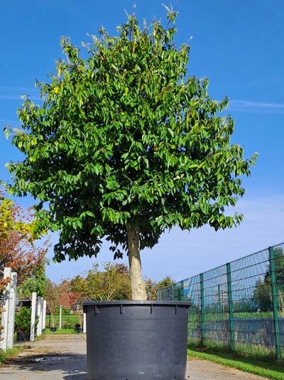 Prunus lusitanica 'Angustifolia' / Portugiesischer Kirschlorbeer 'Angustifolia' 350-400 cm, Schirmform im Topf