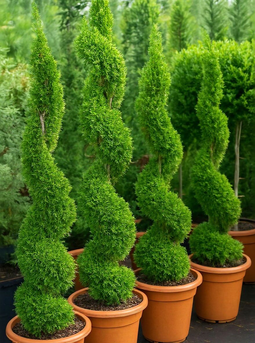Lebensbaum Smaragd 'Spirale' - Thuja occidentalis Smaragd 'Spirale'