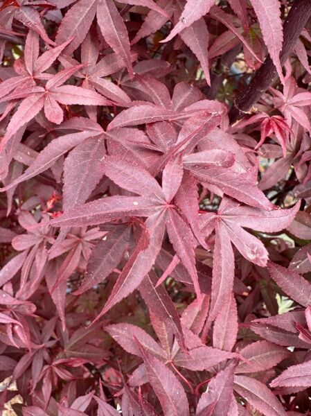 Fächer-Ahorn 'Twombly`s Red Sentinel' / Fächer-Ahorn 'Twombly`s Red Sentinel'