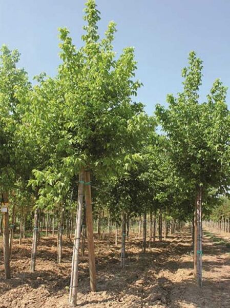 Eschen-Ahorn (Acer negundo) Hochstamm 25-30 StU mit Drahtballen, belaubter Baum mit aufrechter Krone im Baumschulquartier