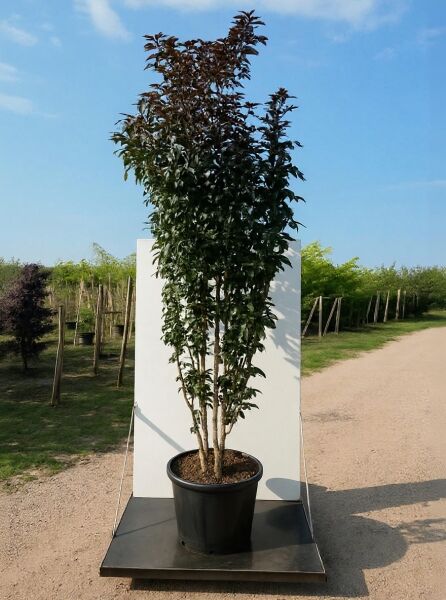 Sambucus nigra 'Black Tower ®' / Schwarzer Säulenholunder 'Black Tower ®' 300-350 cm C80, säulenförmiger Strauch im Topf