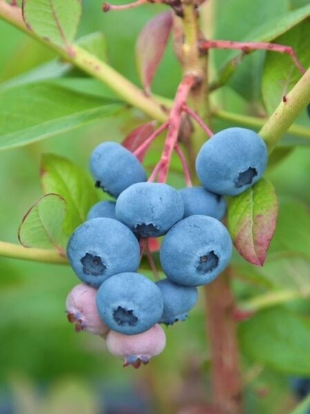 Heidelbeere 'Chandler' / Vaccinium corymbosum 'Chandler'
