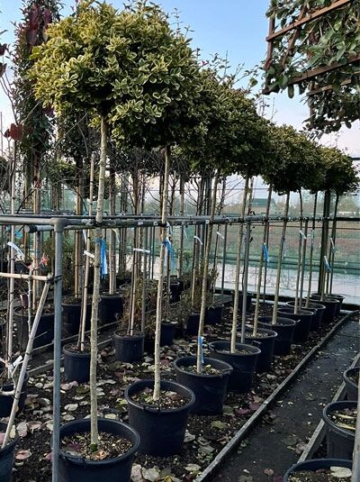 Spindelstrauch 'Canadale Gold'  / Euonymus fortunei 'Canadale Gold' 