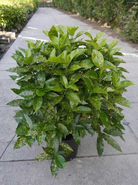 Japanische Aukube (Aucuba japonica) 'Variegata' im Topf, buschiger Wuchs mit grün-gelb gesprenkelten Blättern.