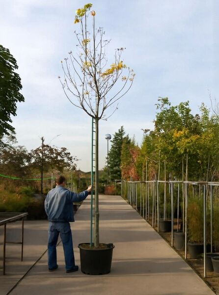 Gold-Ahorn Hochstamm Acer platanoides 'Princeton Gold', 18-20 StU, im Container, schlanker Stamm mit gelben Blättern.