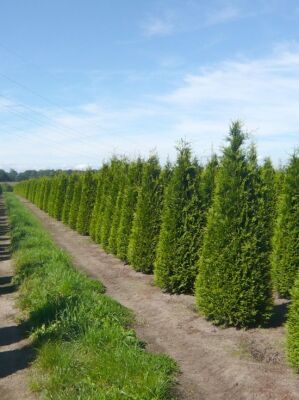 Große Thuja / Lebensbäume ab 300cm Größe günstig kaufen