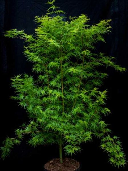 Japanischer Ahorn / Fächer-Ahorn 'Seiryu' / Acer palmatum 'Seiryu'