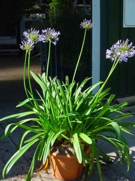 Blaue Schmucklilie / Blaue Liebesblume / Blaue Schmucklilie / Blaue Liebesblume