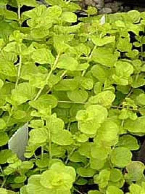 56+ Lysimachia Aurea Garten Kaufen, Und wir sind stolz darauf, dass