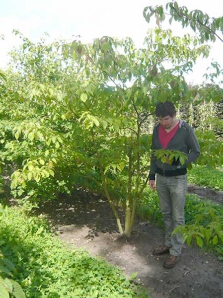 Taschentuchbaum (Davidia involucrata) mehrstämmig, 250–300 cm, mit grünem Laub und mehreren Stämmen im Baumschulbeet.
