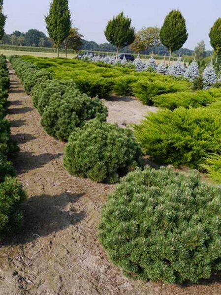 Pinus mugo 'Mops' / Kugel-Kiefer 'Mops'