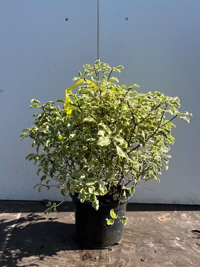 Schmalblättriger Klebsame 'Garnettii' - Pittosporum tenuifolium 'Garnettii'
