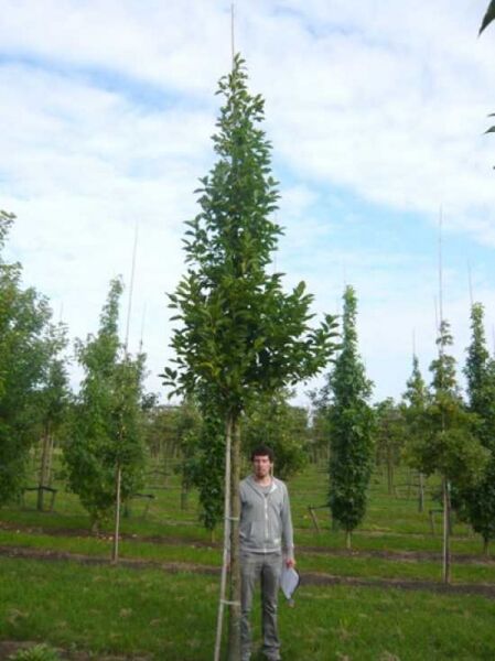 Magnolia loebneri 'Merrill' / Große Stern-Magnolie 'Merrill' Hochstamm 20-25 StU mit Drahtballen, junger Baum mit Krone