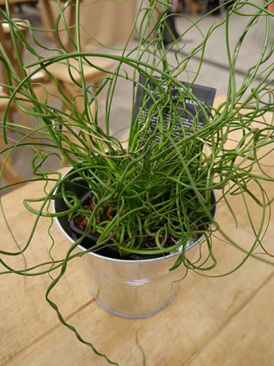 saatgut online BIO-Saatgut Basilikum online Gartenpflanze Balkon Terrasse kaufen main image 1