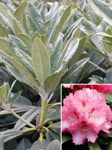 Rhododendron yakushimanum 'Arabella' / Rhododendron 'Arabella'
