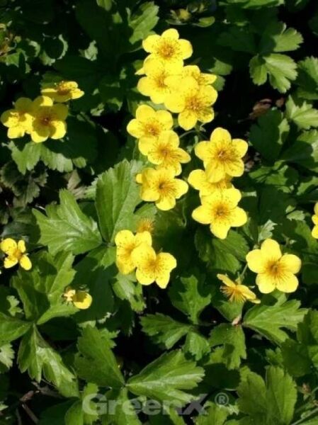 Teppich-Golderdbeere / Waldsteinia ternata