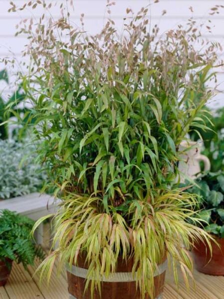 Plattährengras / Chasmanthium latifolium / Uniola latifolium