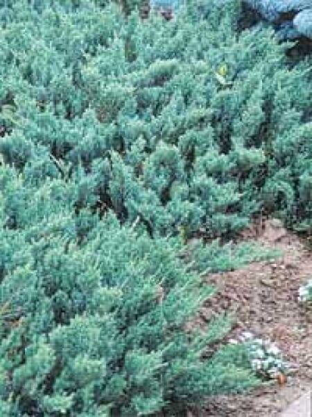 Blauer Kriech-Wacholder / Juniperus horizontalis 'Blue Chip'
