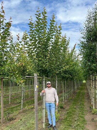 Populus tremula (Zitterpappel, Espe) Hochstamm 18-20 StU mit Drahtballen, Baum mit grünem Laub im Baumschulfeld.
