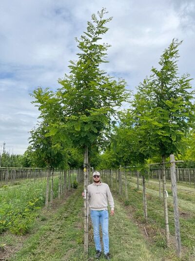 Robinia pseudoacacia 'Sandraudiga' / Robinie 'Sandraudiga' Hochstamm 14-16 StU mit durchgehendem Stamm und grünen Blättern
