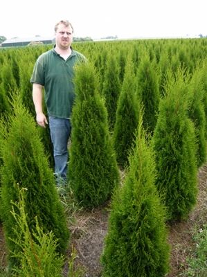 Große Thuja / Lebensbäume ab 300cm Größe günstig kaufen