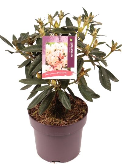 Rhododendron 'Percy Wiseman' / Rhododendron yakushimanum 'Percy Wiseman'