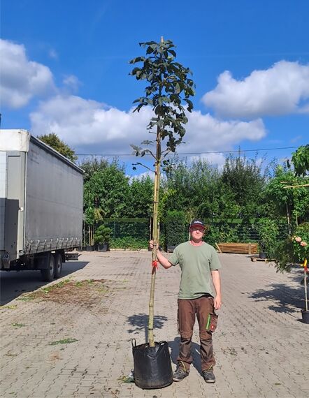 Scharlach-Rosskastanie 'Briotii' / Aesculus carnea 'Briotii'