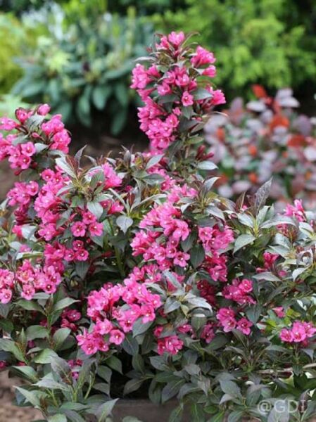 Dunkelrotblättrige Weigelie 'Minor Black ®' / Weigela florida 'Minor Black ®'