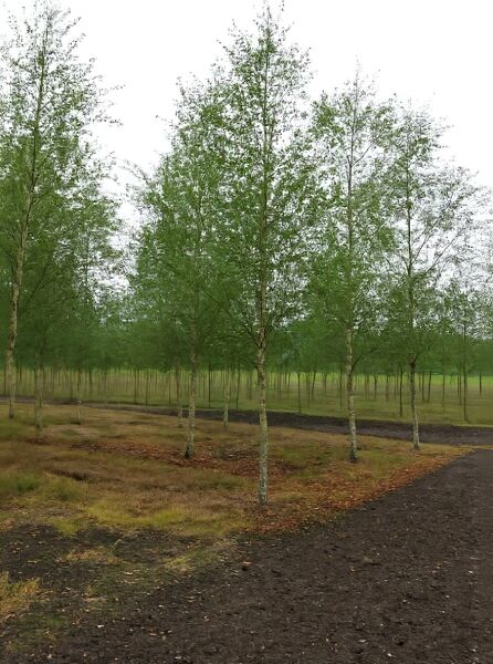Weiß-Birke „Zwitsers Glorie“ (Betula pendula 'Zwitsers Glorie') Hochstamm 30-35 StU mit grünem Laub in Baumschule